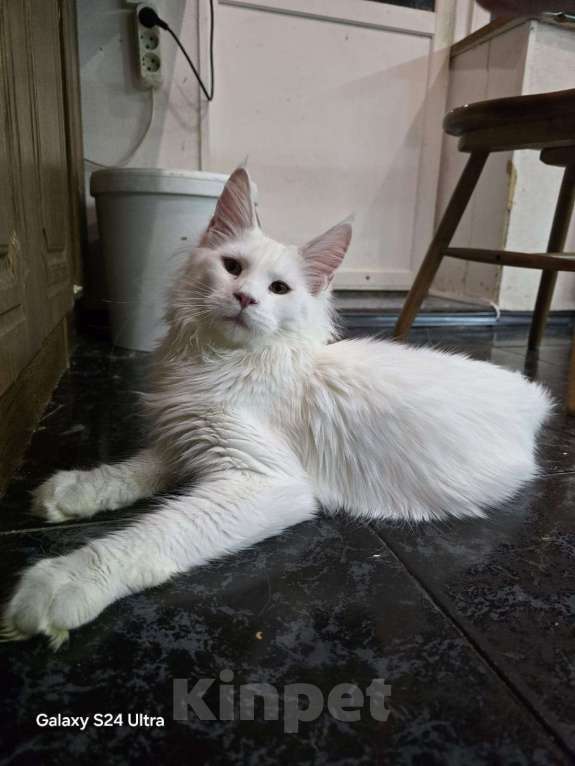 Кошки в Москве: Котенок 2 Мальчик, 1 руб. - фото 2