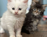 Кошки в Санкт-Петербурге: Мейн-кун чистокровные американцы Разнополые, 32 500 руб. - фото 5