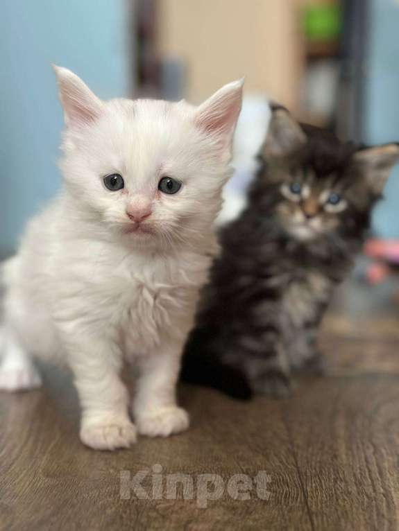 Кошки в Санкт-Петербурге: Мейн-кун чистокровные американцы Разнополые, 32 500 руб. - фото 5