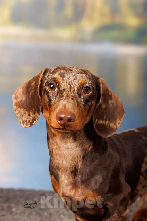 Собаки в Москве: Миниатюрный коричнево-мраморный кобель  Мальчик, 20 000 руб. - фото 2