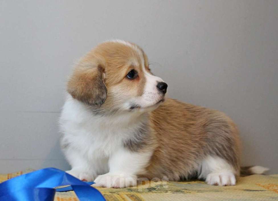 Собаки в Нижнем Новгороде: Вельш Корги Пемброк Мальчик, 60 000 руб. - фото 3