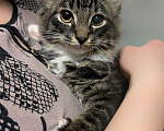 Кошки в Санкт-Петербурге: Мальчик скромный 4 мес Мальчик, 100 руб. - фото 5