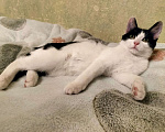 Кошки в Москве: Котенок-девочка Шанти в добрые руки Девочка, Бесплатно - фото 2