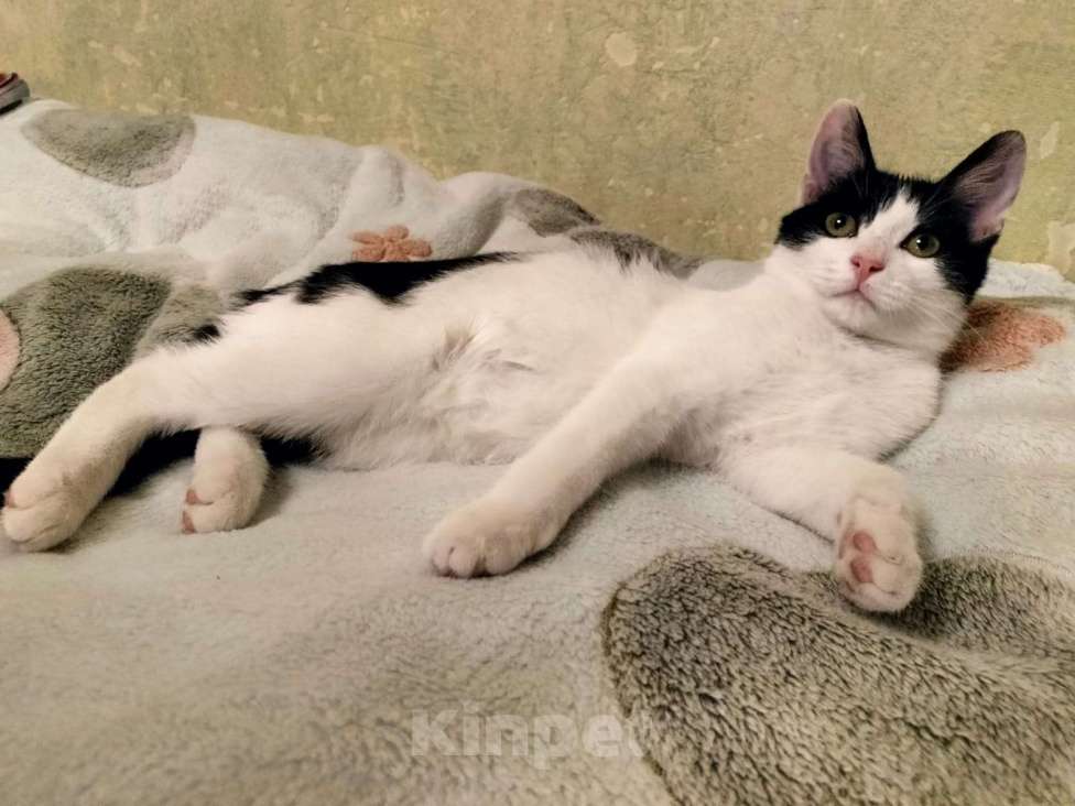 Кошки в Москве: Котенок-девочка Шанти в добрые руки Девочка, Бесплатно - фото 2