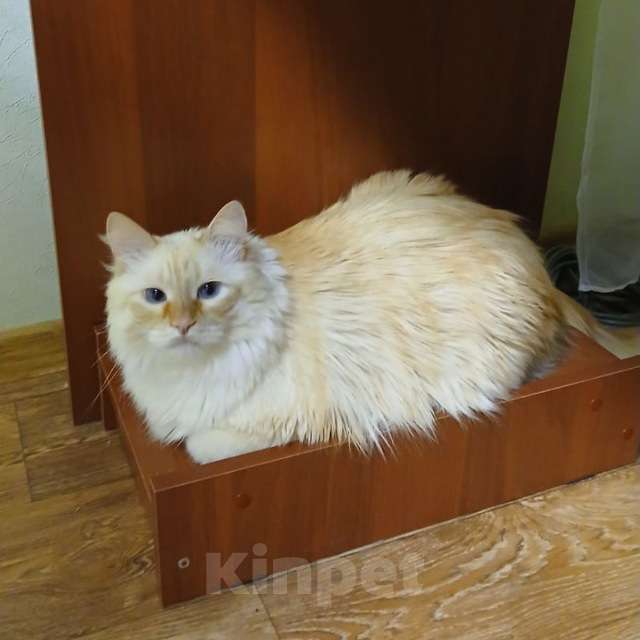 Кошки в Саранске: Отдам котика в добрые руки Мальчик, Бесплатно - фото 1