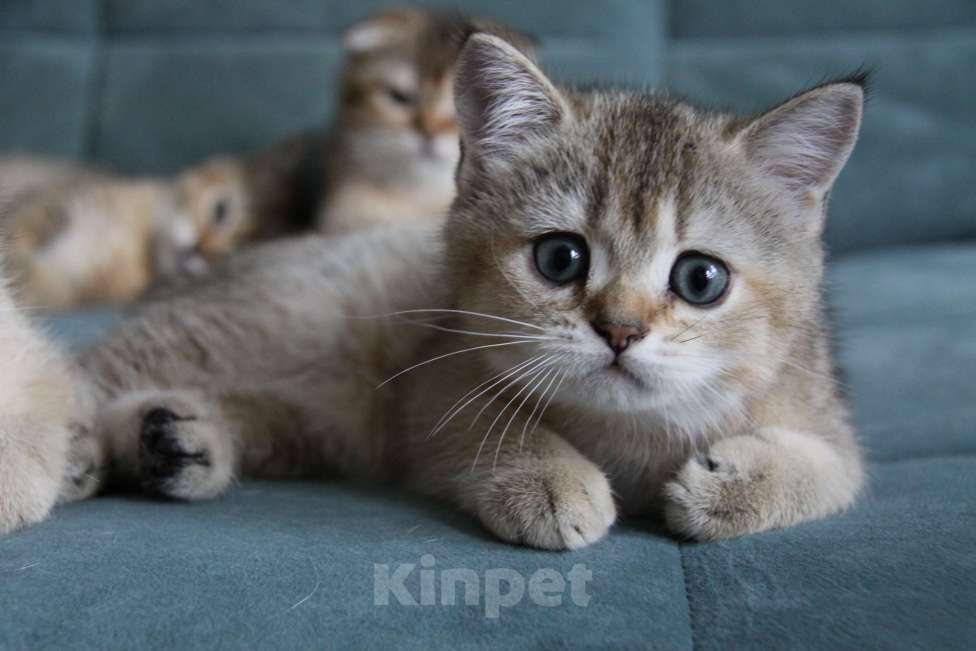 Кошки в Екатеринбурге: Шотландский котёнок золотая шиншилла Девочка, Бесплатно - фото 2