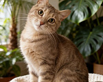 Кошки в Жуковском: Котенок из леса в поиске дома Девочка, Бесплатно - фото 1
