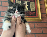 Кошки в Уфе: 2 месячный котёнок мальчик очень красивый  Мальчик, 3 000 руб. - фото 1