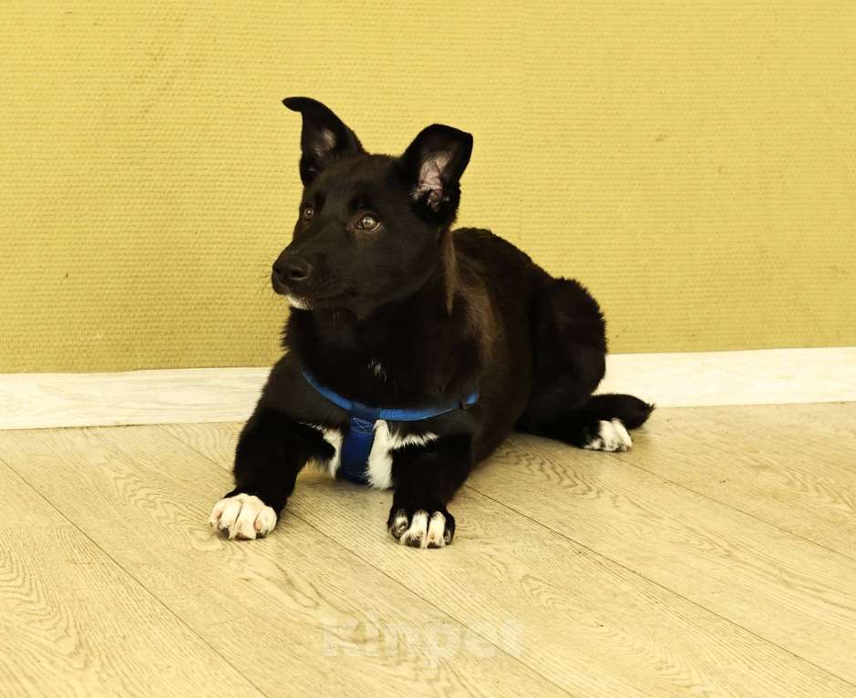 Собаки в Москве: Щенок бесплатно в Москве Мальчик, Бесплатно - фото 10