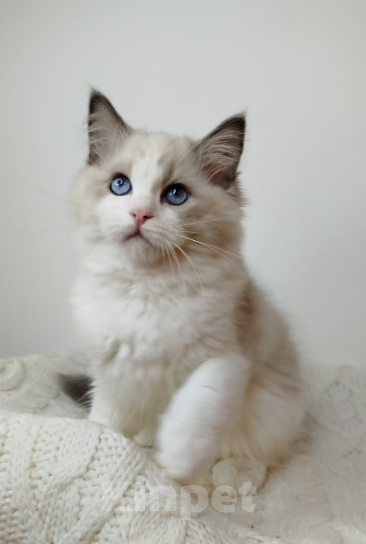 Кошки в Москве: Котик рэгдолл Мальчик, 85 000 руб. - фото 7