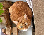Кошки в Москве: Воспитанная интеллигентная рыжая кошечка Алиса ищет дом Девочка, 10 руб. - фото 5