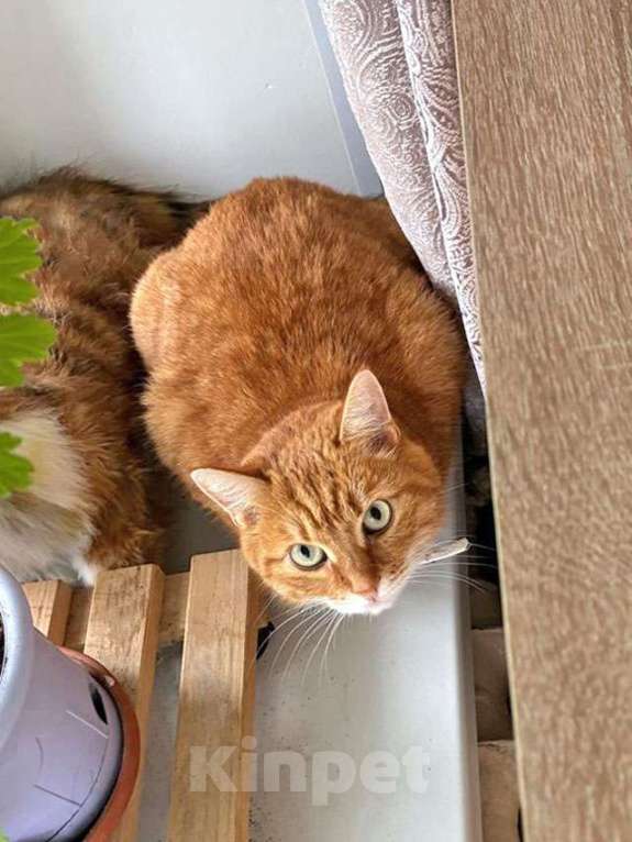 Кошки в Москве: Воспитанная интеллигентная рыжая кошечка Алиса ищет дом Девочка, 10 руб. - фото 5