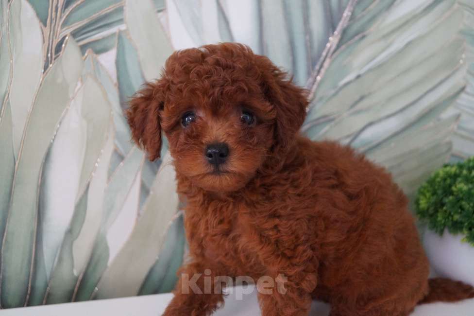 Собаки в Москве: Щенок той пуделя- девочка Девочка, 80 000 руб. - фото 3