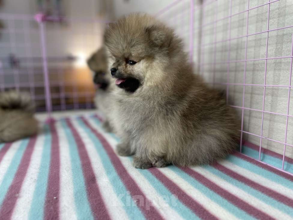 Собаки в Санкт-Петербурге: Целая орава шпицев - питомник шпицев "Морошка Мама" Мальчик, Бесплатно - фото 7