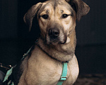 Собаки в Москве: Мечтательная леди Эс в поиске семьи  Девочка, Бесплатно - фото 2