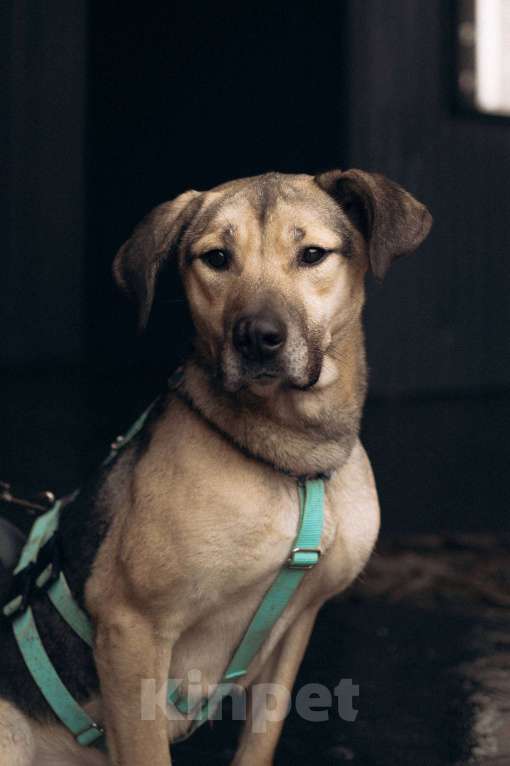 Собаки в Москве: Мечтательная леди Эс в поиске семьи  Девочка, Бесплатно - фото 2