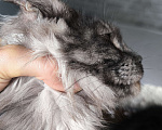 Кошки в Новосибирске: Девочка Luna Девочка, 25 000 руб. - фото 3