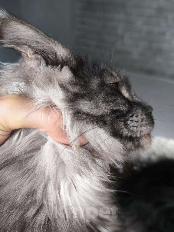 Кошки в Новосибирске: Девочка Luna Девочка, 25 000 руб. - фото 3