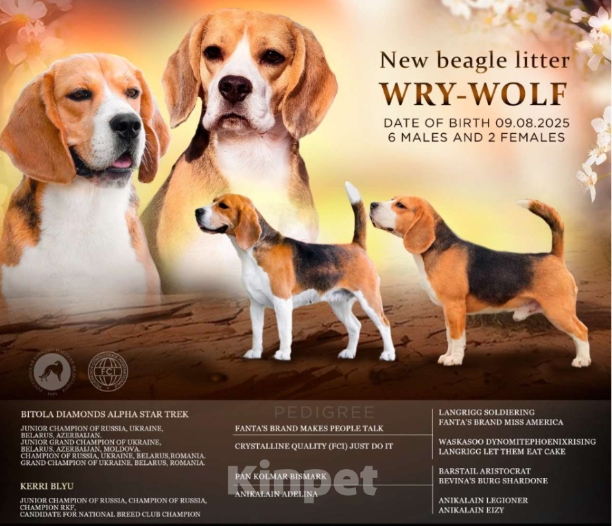 Собаки в Ростове-на-Дону: Щенки Бигля  Мальчик, 50 000 руб. - фото 5