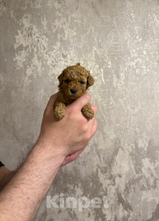 Собаки в Москве: Девочка Девочка, 50 000 руб. - фото 1