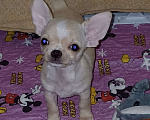 Собаки в Санкт-Петербурге: Малыши чихуахуа к/ш Девочка, 30 000 руб. - фото 2