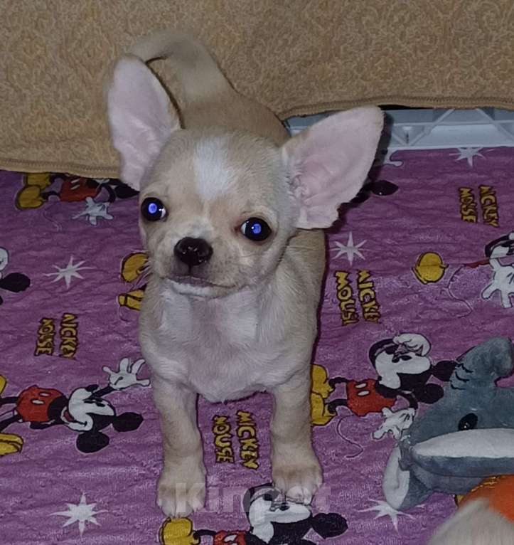 Собаки в Санкт-Петербурге: Малыши чихуахуа к/ш Девочка, 30 000 руб. - фото 2