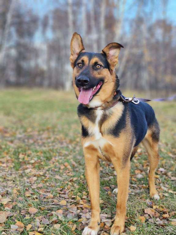 Собаки в Москве: Яго  Мальчик, Бесплатно - фото 4