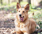 Собаки в Москве: Её спасли из отлова… и она оказалась идеальной собакой Девочка, Бесплатно - фото 3
