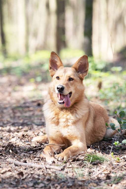 Собаки в Москве: Её спасли из отлова… и она оказалась идеальной собакой Девочка, Бесплатно - фото 3