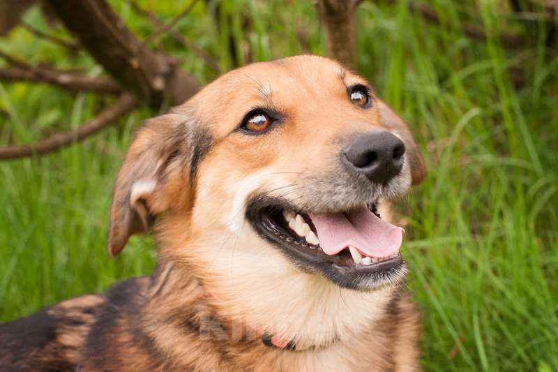 Собаки в Москве: Дафна ищет дом, и она уверена, что кому-что с ней очень повезет! Девочка, 1 руб. - фото 7