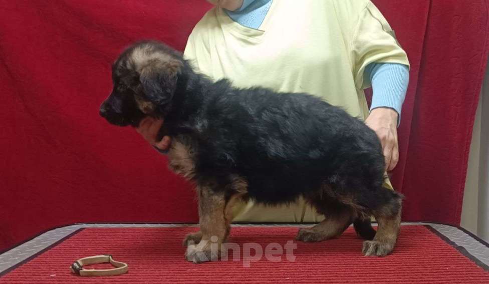 Собаки в Ангарске: Щенки длинношёрстной немецкой овчарки  Мальчик, 50 000 руб. - фото 2