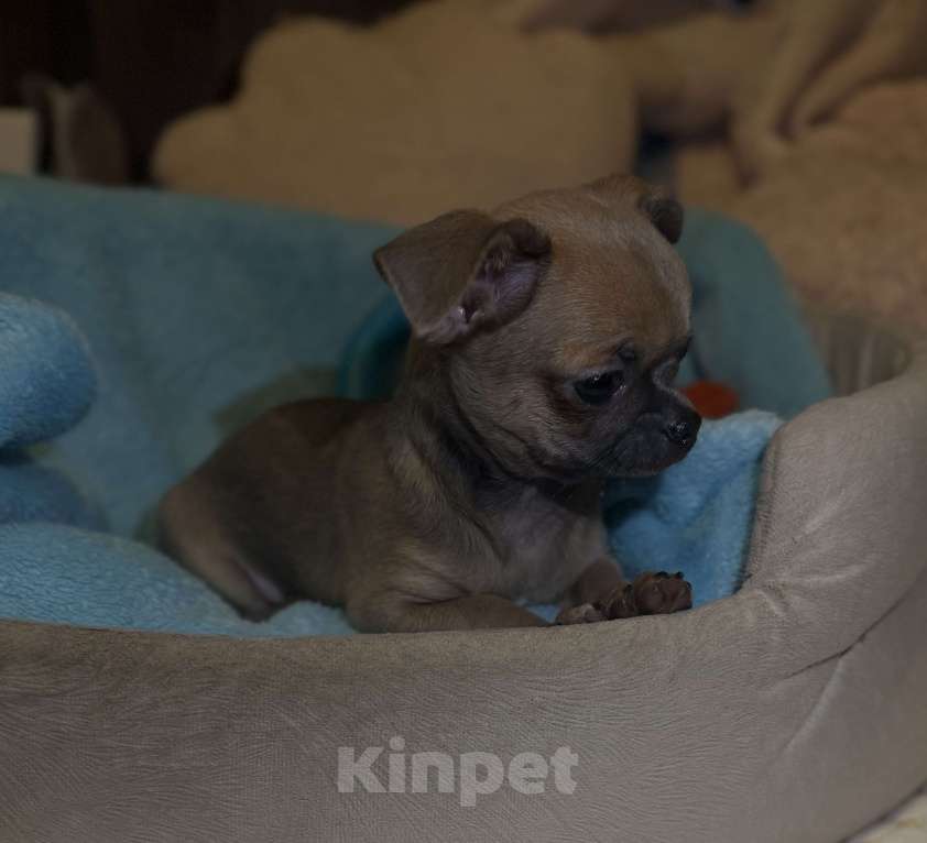 Собаки в Томске: Щенок чихуахуа мальчик г/ш Мальчик, 35 000 руб. - фото 2