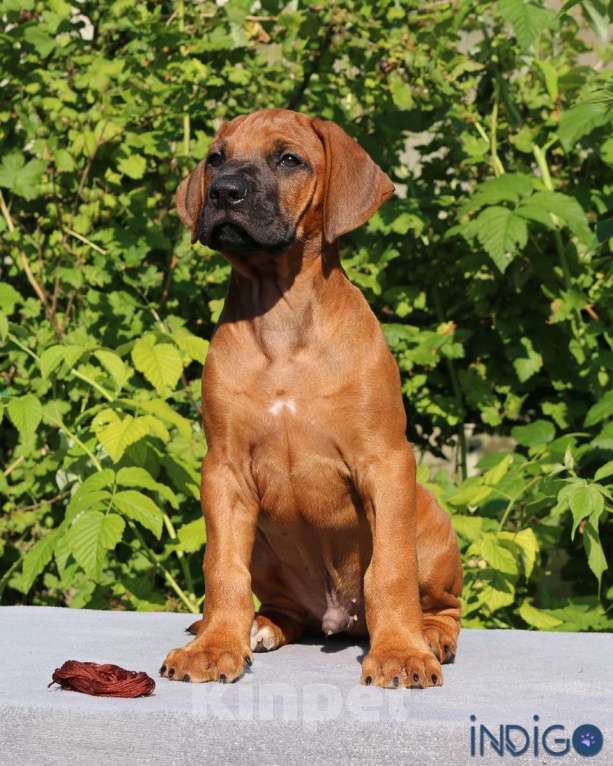 Собаки в Санкт-Петербурге: Мальчик родезийский риджбек щенок. Питомник РКФ Мальчик, 110 000 руб. - фото 3