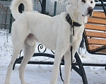 Собаки в Раменском: Норд, ~2 года, ищет семью! Мальчик, Бесплатно - фото 2