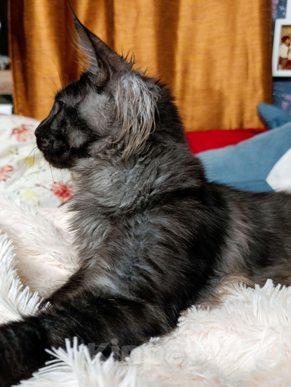 Кошки в Москве: Мейн кун чёрный дым Мальчик, 30 000 руб. - фото 8