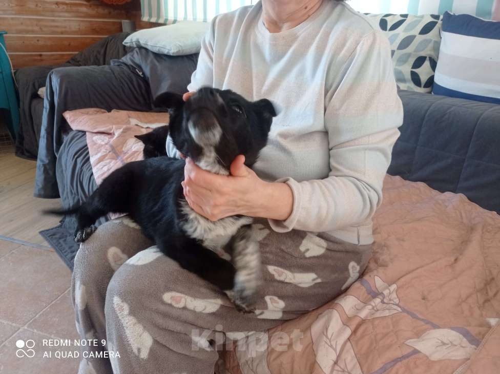 Собаки в Москве: Отдадим в хорошие руки Мальчик, 1 руб. - фото 8