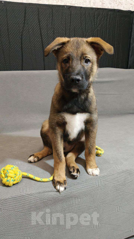 Собаки в Санкт-Петербурге: Малыши 3 месяца — найдены, ищут дом Мальчик, Бесплатно - фото 4