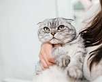 Кошки в Зеленоградске: Маруся ищет дом Девочка, 10 руб. - фото 3