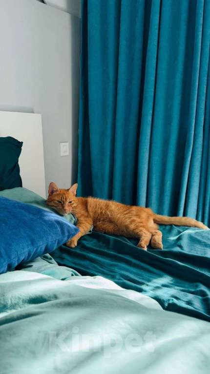 Кошки в Раменском: Рыжий Кот  Мальчик, Бесплатно - фото 5