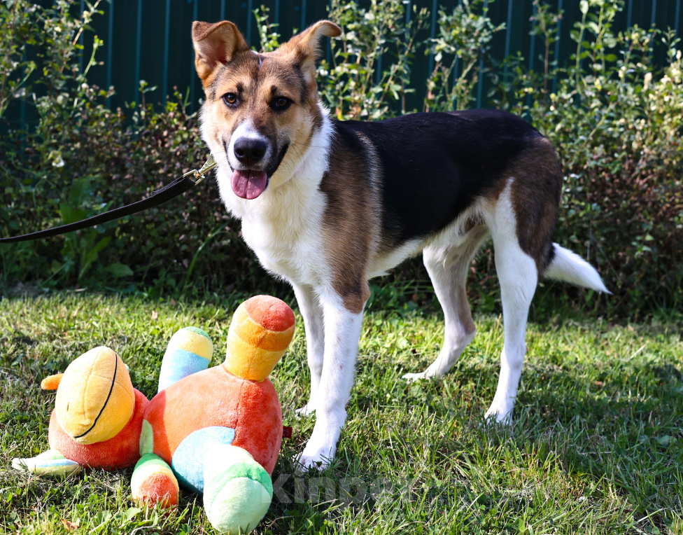 Собаки в Москве: Щенок в добрые руки бесплатно Москва Мальчик, Бесплатно - фото 8