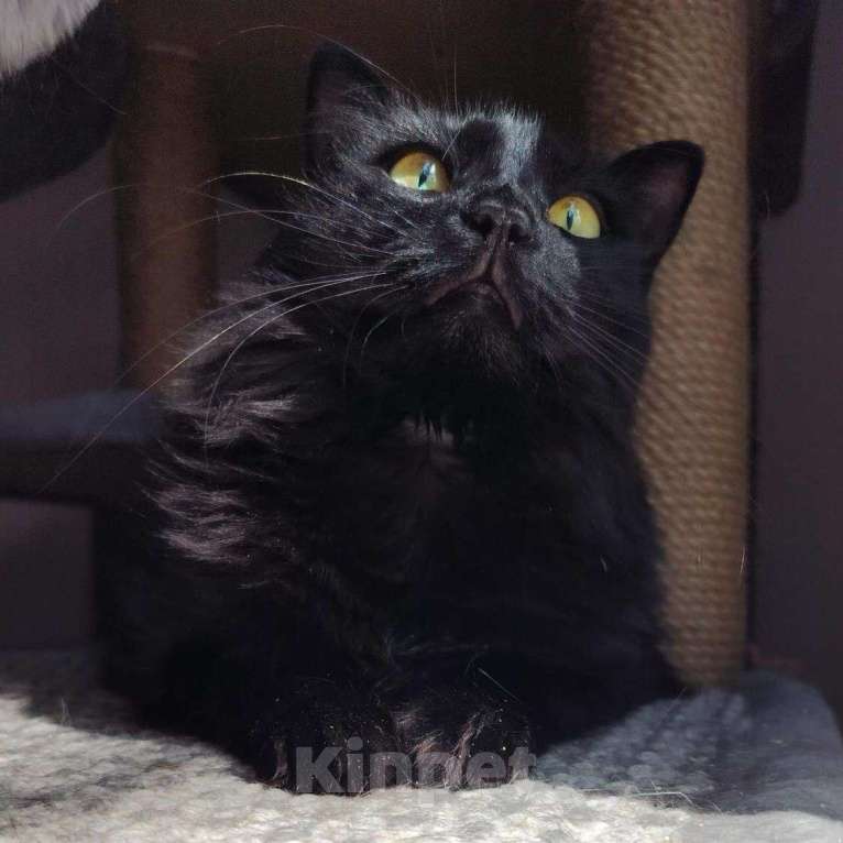 Кошки в Москве: Всех котиков отравили кроме одного... А теперь котик, который выжил, ищет дом! Мальчик, Бесплатно - фото 3