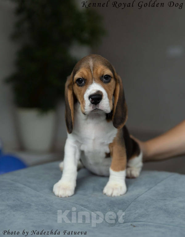 Собаки в Москве: Щенки Бигль  Девочка, 60 000 руб. - фото 4