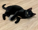 Кошки в Санкт-Петербурге: Котята в добрые руки Девочка, Бесплатно - фото 4