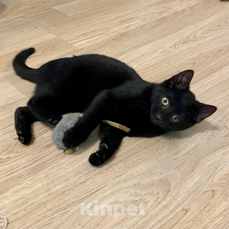 Кошки в Санкт-Петербурге: Котята в добрые руки Девочка, Бесплатно - фото 4