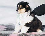 Собаки в Челябинске: Щенок колли девочка Девочка, Бесплатно - фото 5