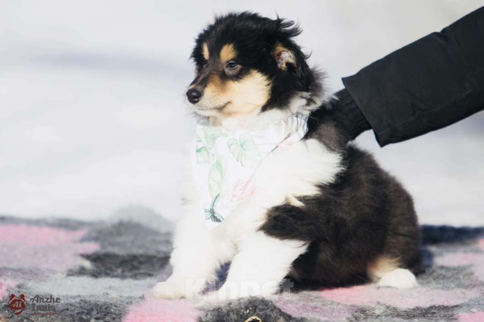 Собаки в Челябинске: Щенок колли девочка Девочка, Бесплатно - фото 5