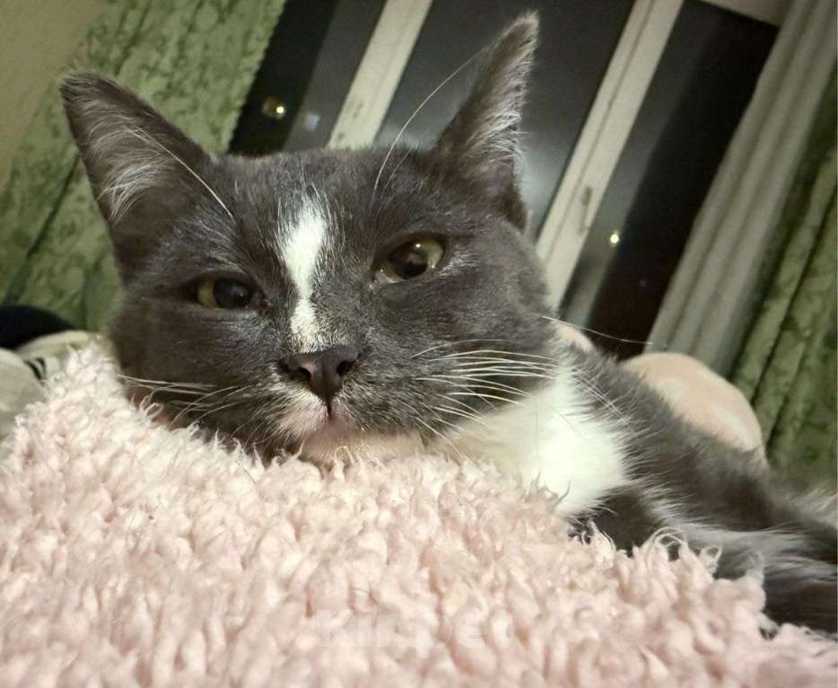 Кошки в Щелково: Жужа ищет дом! Девочка, Бесплатно - фото 5