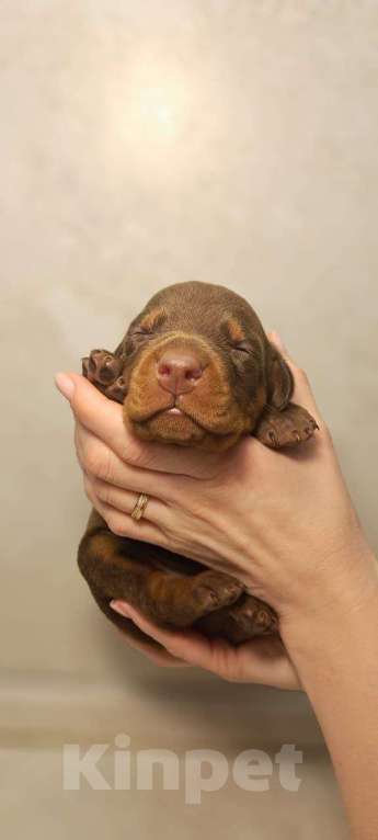 Собаки в других городах Краснодарского края: Щенки добермана РКФ Мальчик, 90 000 руб. - фото 9