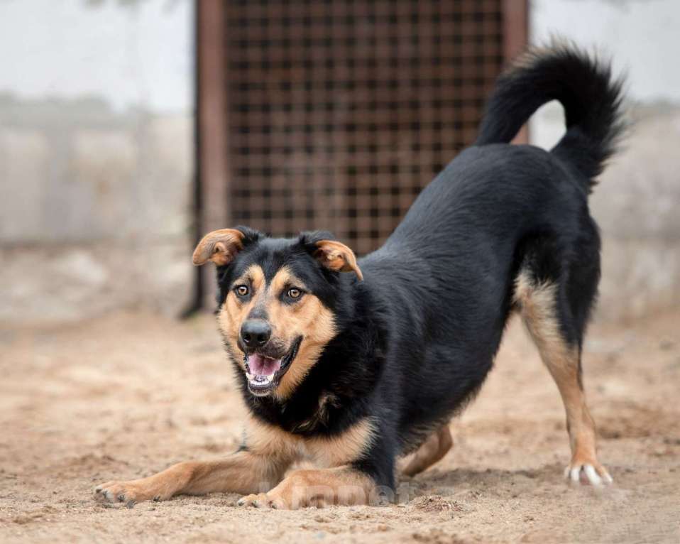 Собаки в Москве: Джек - красивый токсик Мальчик, Бесплатно - фото 2