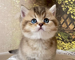 Кошки в Астрахани: Риддик, кот Мальчик, Бесплатно - фото 7